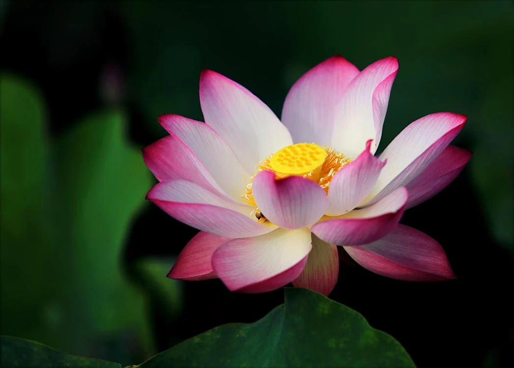 Picture of a lotus